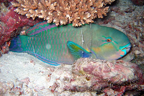 Chlorure sordide