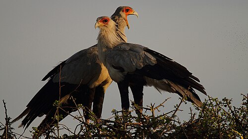 Un couple de Sercetarybirds debout sur des branches au sommet d'un arbre