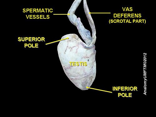 Testicule