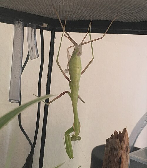 Sphodromantis lineola en mue
