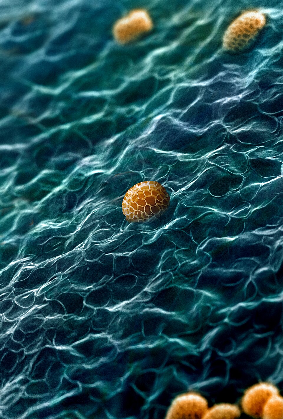 Surface interne du péridium du myxomycète Tubifera dudkae avec des spores
