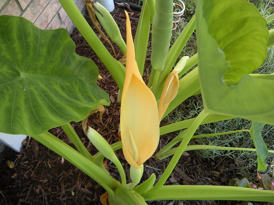 Fleur