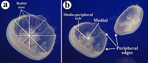 Aurelia aurita, une autre espèce de méduse, présentant de multiples axes radiaux et médio-périphériques