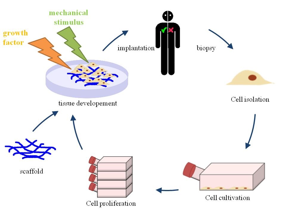 Une représentation visuelle des principes de l'ingénierie tissulaire, illustrant la création de tissus fonctionnels grâce à une combinaison de concepts d'ingénierie et de biologie.