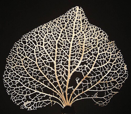 Structure des nervures d'une feuille d'hortensia