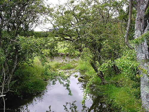 Quelques arbres feuillus autour d'un petit ruisseau