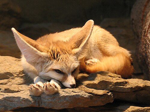 Renard fennec (régions désertiques) Vulpes zerda
