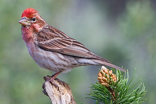 Le pinson de Cassin (Haemorhous cassinii), un roselin d'Amérique