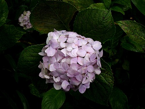 Fleurs d'hortensia au parc national Cerro El Avila, Venezuela