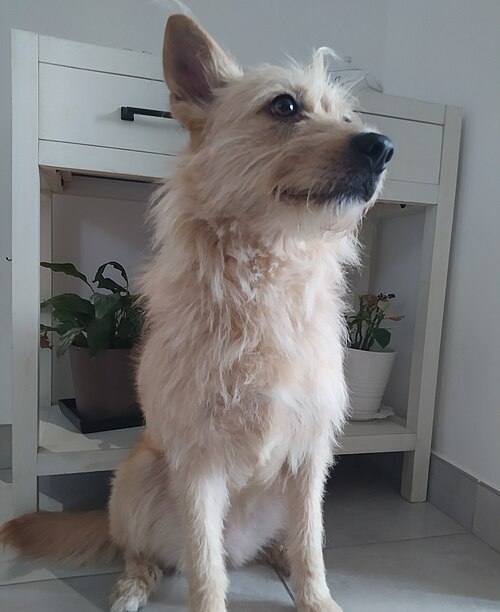 Chien croisé berger italien et berger allemand Spinone