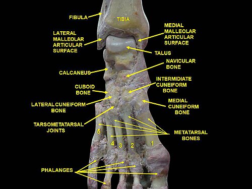 Articulations de la cheville et du tarso-tarse, montrant les os du pied. Dissection profonde.