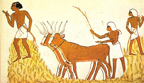 Le battage dans l'Égypte ancienne, où l'amidonnier était largement utilisé pour le pain[35]