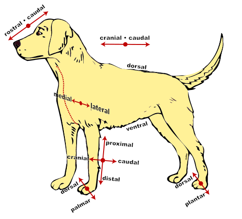 Termes anatomiques de localisation chez un chien