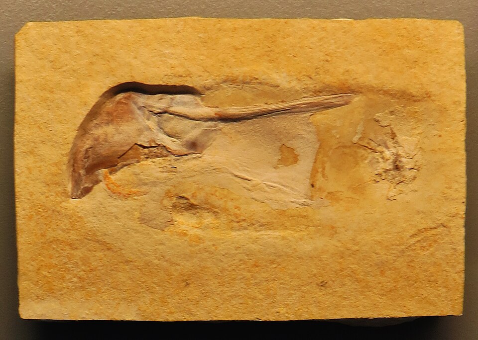 Fossile de coléoïde du groupe-couronne sur une dalle de roche jurassique provenant d'Allemagne