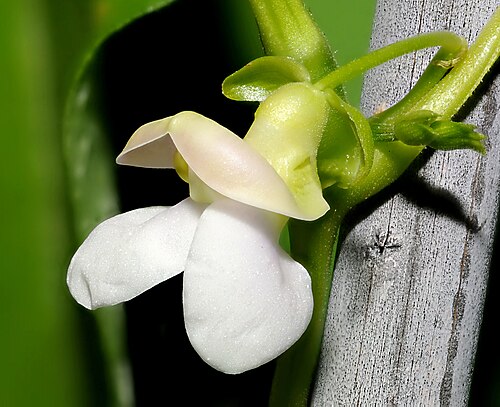 Gros plan sur la fleur de haricot