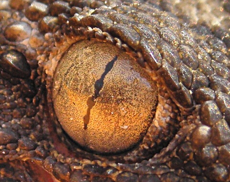 Un gecko avec des pupilles en forme de « fine chaîne de perles »
