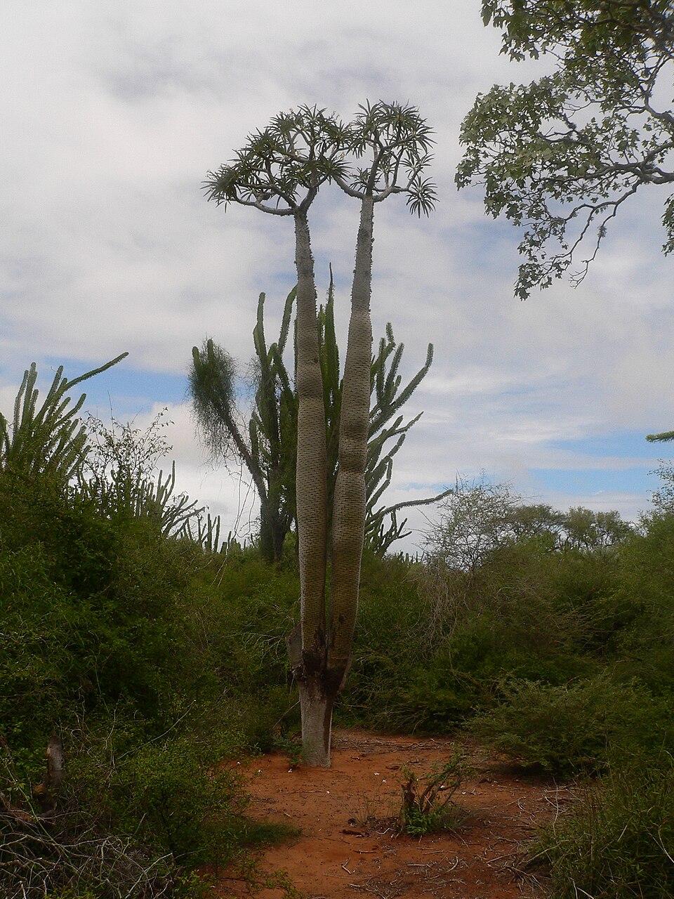 Spécimen sauvage de Pachypodium lamerei de hauteur maximale (environ 6 m (20 pi)) atteint par l'espèce