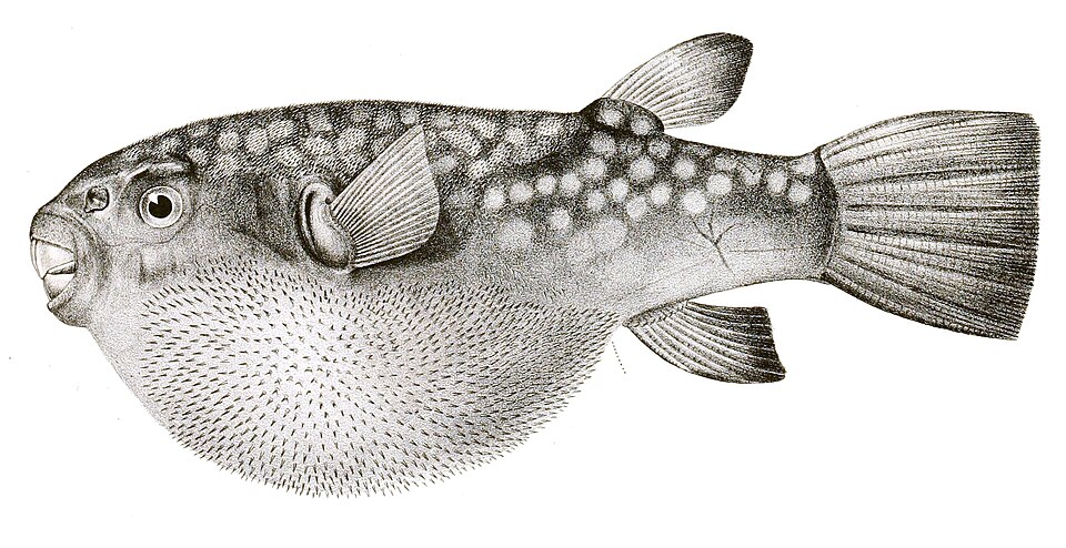 Les épines du poisson-globe ne sont pas des écailles modifiées mais sont développées par un réseau génétique indépendant.