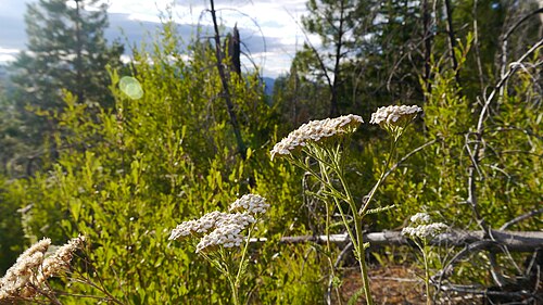 Fleurs dans le comté de Chelan, Washington