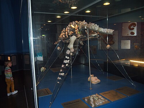 Vue arrière d'un fossile de plésiosaure Addyman opalisé au Musée d'Australie du Sud