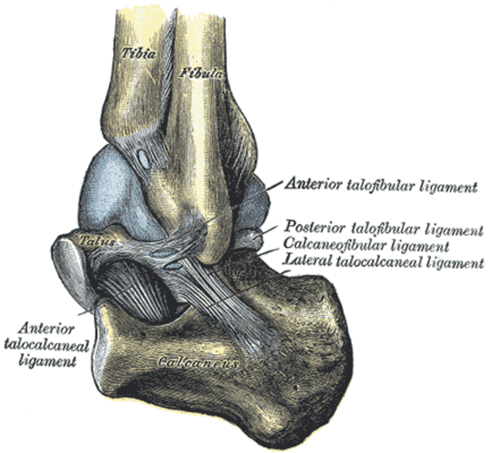 articulation talo-crurale gauche