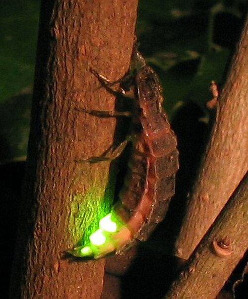 Photo d'une luciole lumineuse