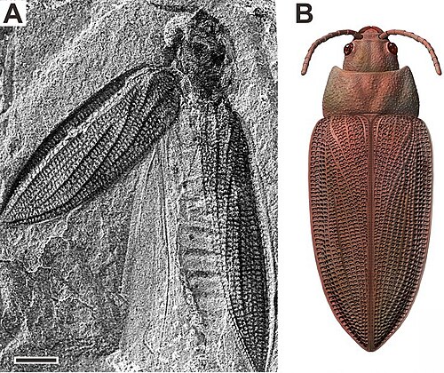 Coléoptère Moravocoleus permianus, fossile et reconstitution, du Permien inférieur
