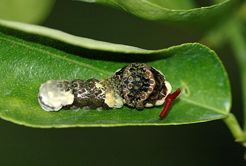 Chenille de machaon géante éversant son osmeterium en signe de défense ; elle est également mimétique, ressemblant à une fiente d'oiseau.