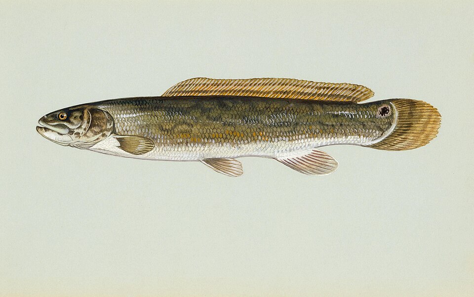 Les écailles ganoïdes d'un poisson-castor sont de taille réduite et ressemblent à des écailles cycloïdes.