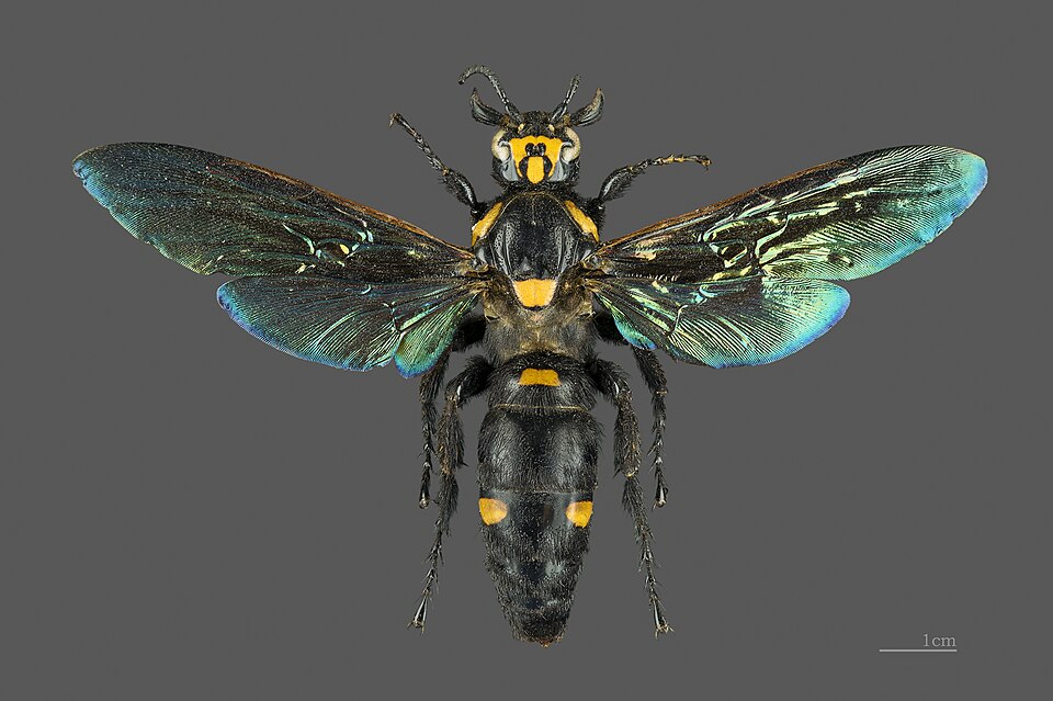 Megascolia procer, une espèce solitaire géante de Java appartenant à la famille des Scoliidae. Ce spécimen mesure 77 mm de long et son envergure est de 115 mm.[b][14]