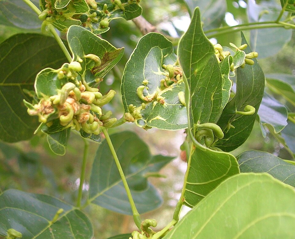 Feuilles avec galles
