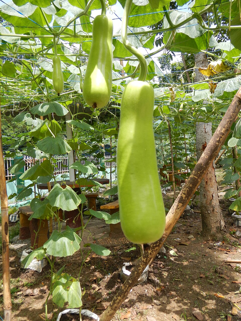 Courge upo mince et allongée, à San Rafael, Bulacan, Philippines