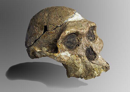 Crâne original de Mme Ples, une femelle A. africanus