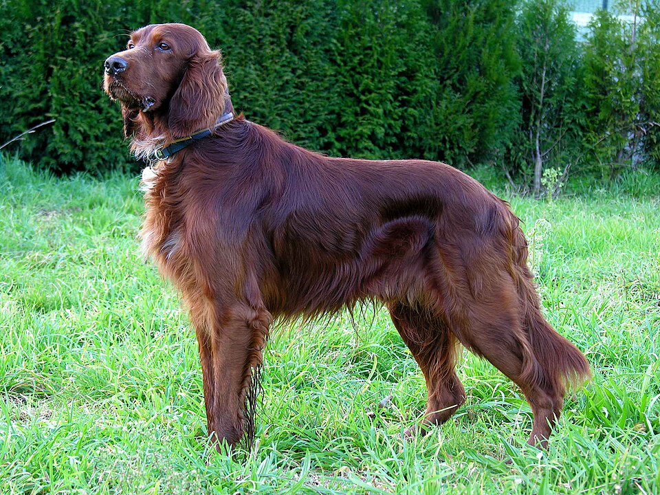 Un setter roux ou setter irlandais