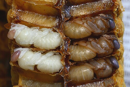 Nymphes de faux-bourdons