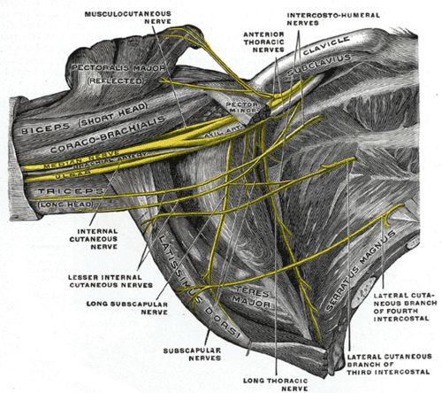 Le plexus brachial droit (portion infraclaviculaire) dans la fosse axillaire ; vu de dessous et de devant.
