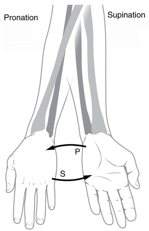 Supination et pronation du bras