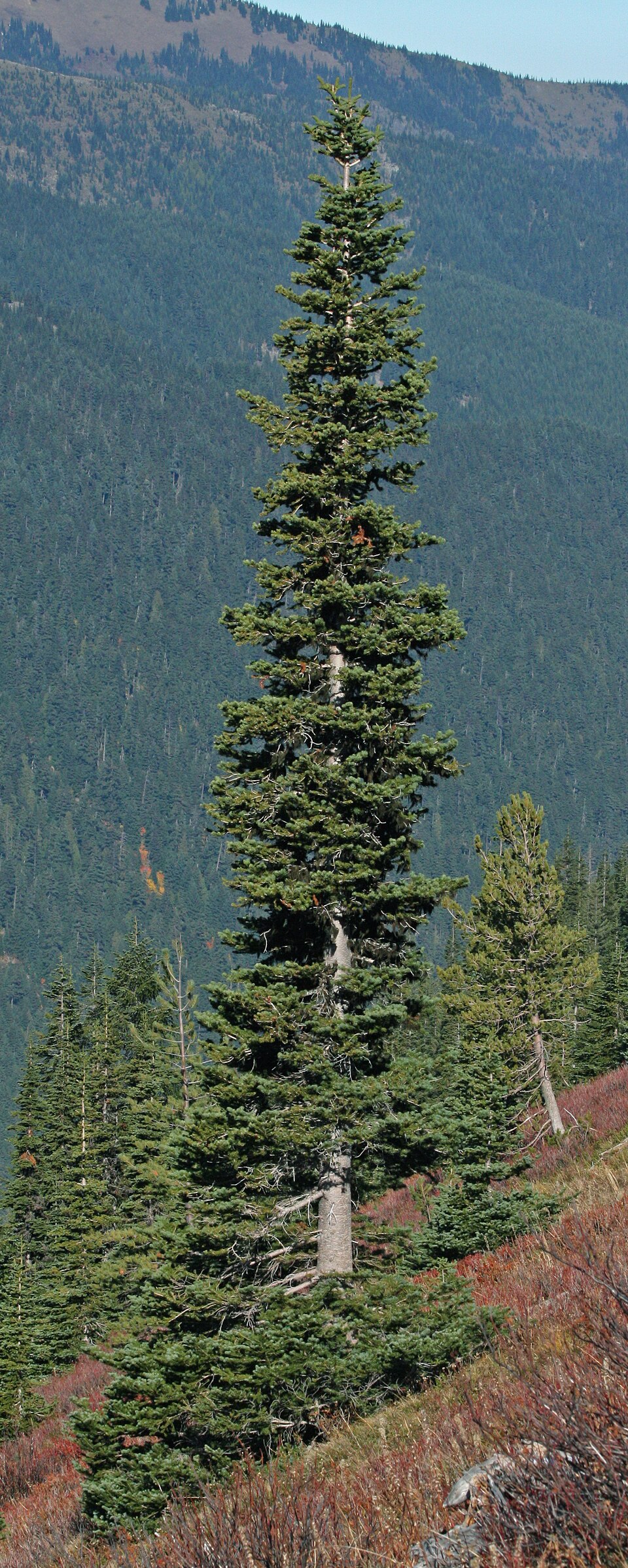 La forme conique étroite et les branches retombantes des conifères nordiques, comme Abies lasiocarpa, les aident à se débarrasser de la neige.