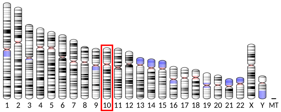 Chromosome 10 (humain)