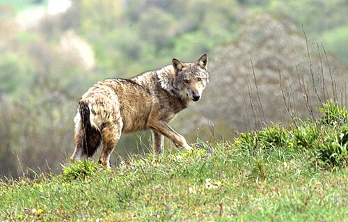 Photographie d'un loup debout sur un sol enneigé