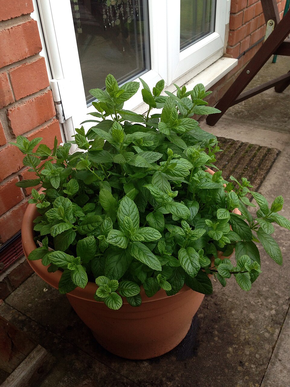 Menthe poivrée cultivée en pot à l'extérieur d'une maison