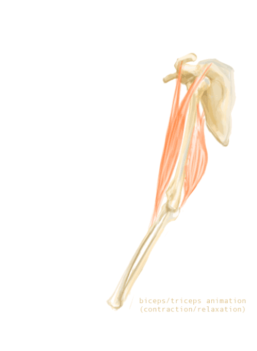 Mouvement des biceps et des triceps lors de la flexion du bras