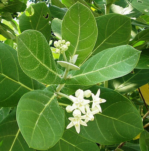 Calotropis géant