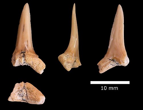Dent de Carcharias samhammeri, Formation Menuha.