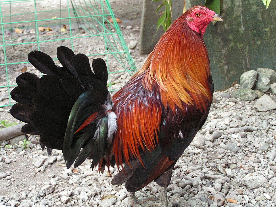 Un coq de combat philippin