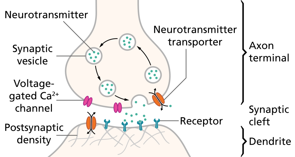 Les axones pré- et post-synaptiques sont séparés par une courte distance appelée fente synaptique. Les neurotransmetteurs libérés par les axones pré-synaptiques diffusent à travers la fente synaptique pour se lier aux canaux ioniques des axones post-synaptiques et les ouvrir.