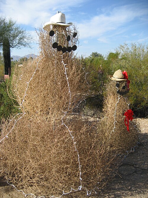 Des « bonhommes de neige » du désert dans le parc Tohono Chul, à Tucson, en Arizona, faits de tumbleweeds