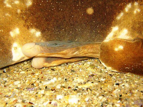 Photographie montrant les pattes d'un requin reposant sur le fond.