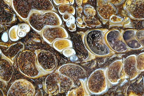 La calcédoine a remplacé les coquilles fossiles d'Elimia tenera par des inclusions d'ostracodes