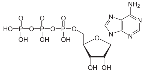 Formule squelettique de l'adénosine triphosphate